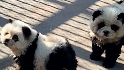 Zoológico chino pinta perritos y aseguran que son una “nueva especie” de osos panda - La Tercera