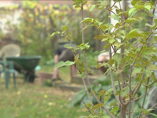 City of Minneapolis is making it easy for you to plant trees in your yard