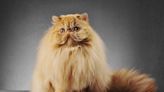 10 Fluffy Cat Breeds for Endless Cuddles