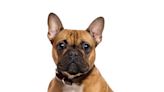 French bulldog is Detroit's most popular dog breed in 2023
