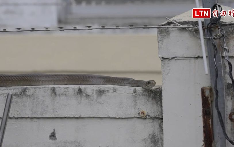 地震前兆？天氣太熱？ 台東大蛇頻出沒 學者︰無關地震、正常現象 - 自由電子報影音頻道