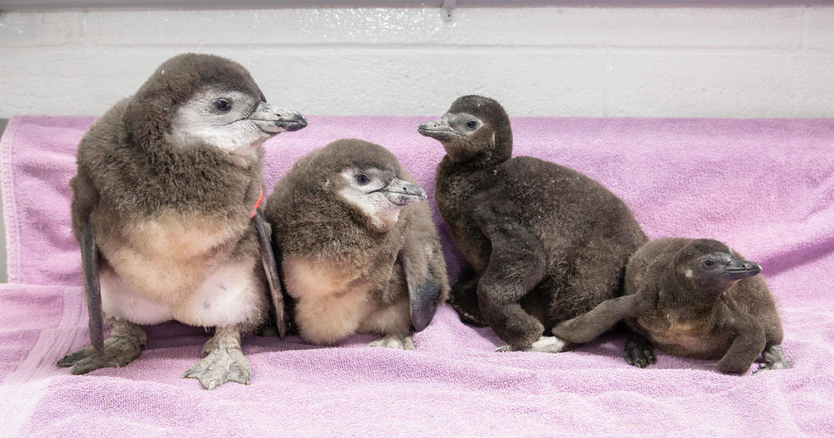 New England Aquarium announces hatching of 4 African penguin chicks