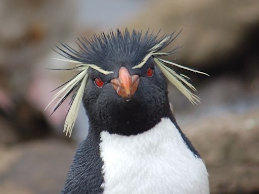 Falkland Islands begins environmental consultation on Sea Lion field