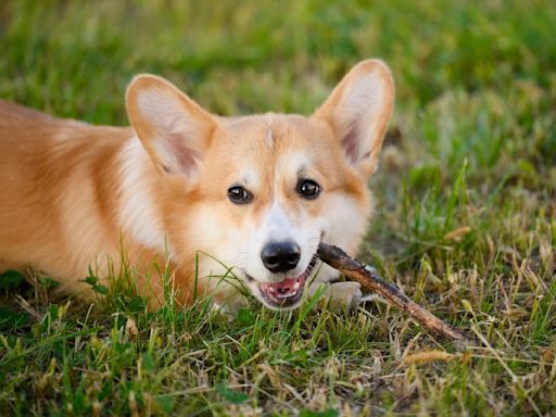 Corgi Carrying Humongous Branch Looks Just Like a Walking Bush