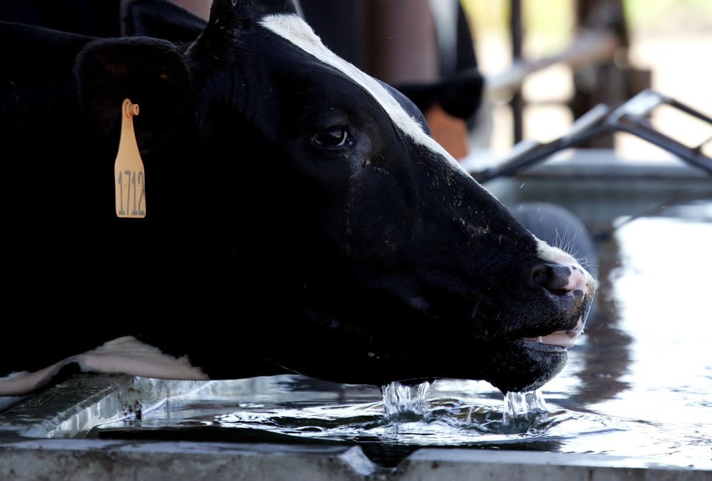 Bird flu has spread to cows in at least 9 states, including Colorado