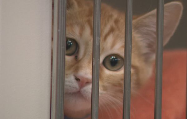 Animal Foundation in Las Vegas waiving all adoption fees for two days only