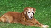 Senior Golden Retriever Returns Home After Being Lost in Alaskan Woods for 65 Days