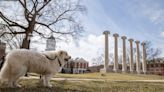 How Harlan the Great Pyrenees became a beloved icon to the Mizzou community