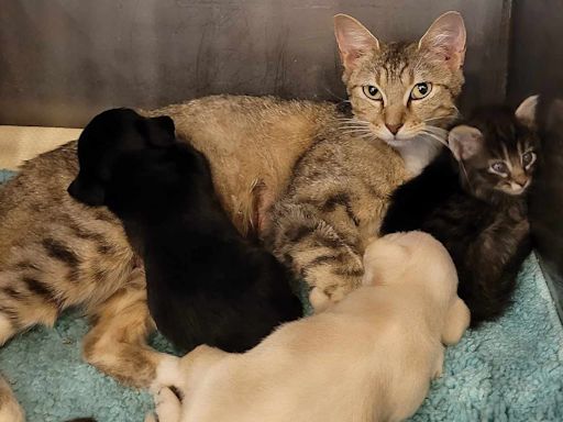 'Really Good Mommy' Cat Takes in 2 Orphaned Puppies As Her Own at Texas Animal Shelter