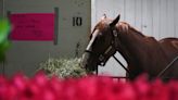 Mage 'a spoiled little thing' after 2023 Kentucky Derby win; will Preakness be next?