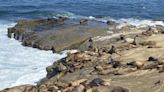 San Diego closes off a sea lion hot spot where selfie-taking humans are just too much