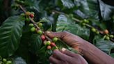 Sarawak premier to give seed fund to kick off Selangau coffee farming