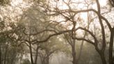 Drive back into history on Tallahassee's canopy roads | TLH 200