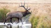 Video shows hikers wading into lake to bathe with rutting elk