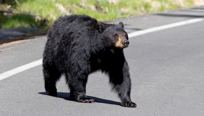 Bear jams are a growing problem at National Parks – here’s how to watch a grizzly without causing one