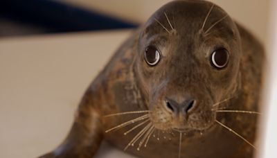 4 rescued seals released back into the wild after overcoming injuries