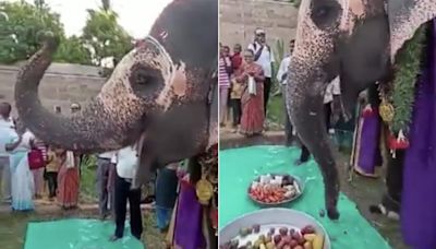 Watch: This Video Of Elephant Enjoying A Fruit Thali On Its Birthday Is Winning Hearts