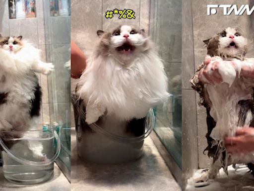 影／布偶貓洗澡 對主人瘋狂開罵！？ 網友：有夠可愛