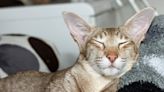 Oriental Shorthair Cat's Ears Going Into 'Airplane Mode' Has People Obsessed