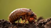 Where will the cicadas emerge? ‘Trillions’ of cicadas from 2 broods will appear this year in rare biological event