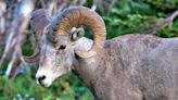 Montana rancher paid $4,200 to clone a dead sheep and launched a farm of super hybrids worth up to $550,000