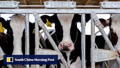 H5N1 strain of bird flu found in milk from infected cows, WHO says