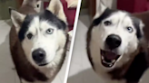 Dog with 'Italian accent' proves animals sound like their owners REPUB