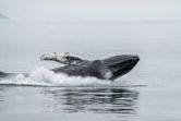 Humpback whale