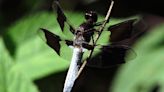 White-Tailed Dragonflies Will Keep You Company