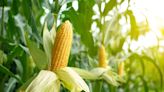 Maize Vs Corn: Is There A Difference?