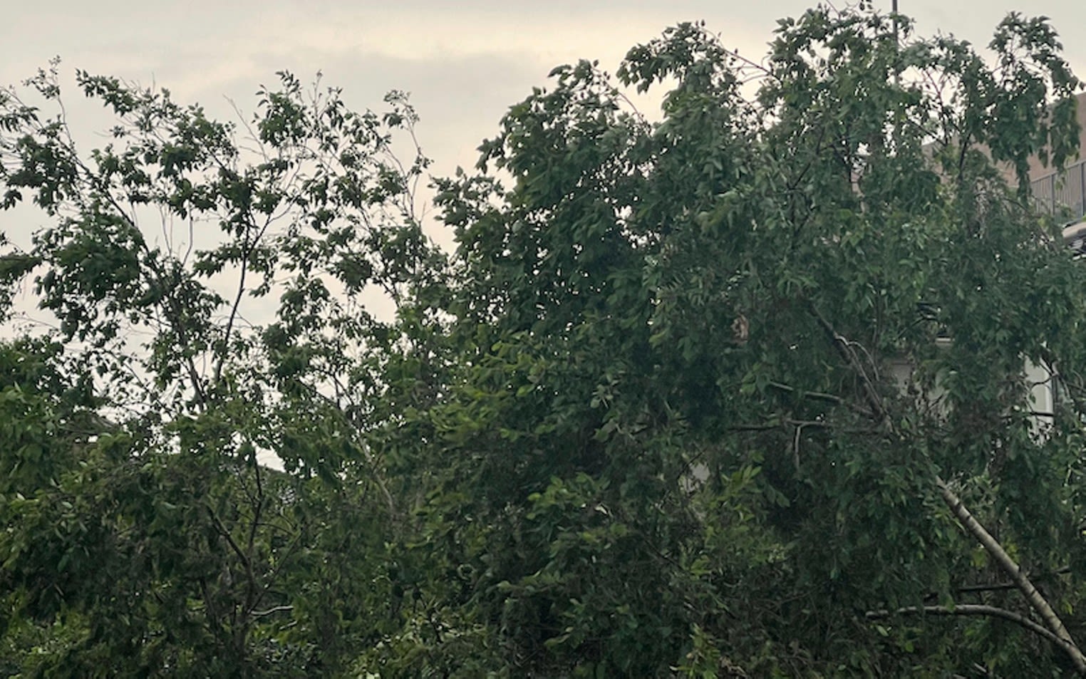 High Winds and Thunderstorms Hit Houston-Area, But No Derecho Storm Is In Sight [UPDATED]