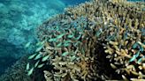 Ocean temperatures in Great Barrier Reef hit highest level in 400 years over past decade, study finds