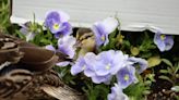 Indianapolis Fire Department rescues six ducklings at the Soldiers and Sailors Monument