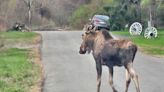 Police ask residents to give wide berth to moose wandering in East Greenbush