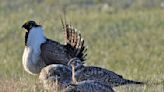 Epic snowpack upends rhythms of life for many species in Sierra Nevada range