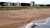 Las impactantes imágenes de una ballena muerta encontrada en una playa de Punta del Este