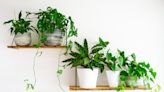 The Best Plant Shelf Ideas to Keep Your Plant Babies Thriving