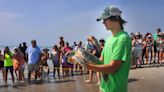 Brevard Zoo releases endangered green sea turtle treated with novel 'electrochemotherapy'