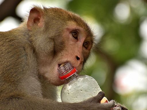 India heatwave: Wild monkeys drown in well while searching for water in extreme heat