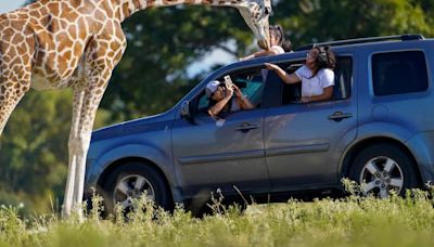 Fossil Rim Wildlife Center changes rule after giraffe grabs child from truck