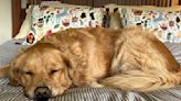 Abcarian: Should you sleep with your pet? It depends