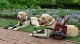 Life-changing companions: How to afford a service dog