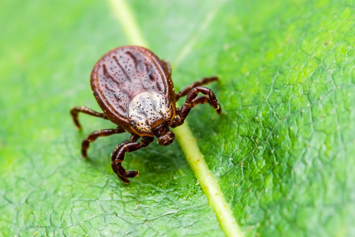 These 4 Flowers Scare Away Ticks And Also Make The Garden Much Prettier