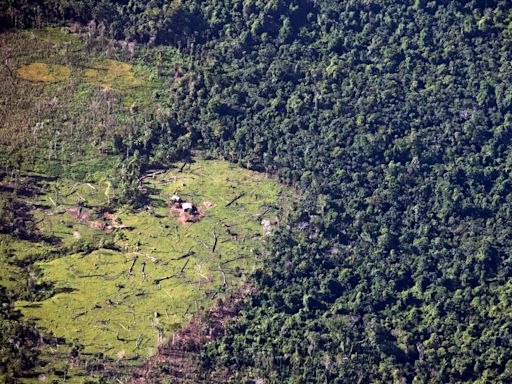 Los bosques de Nicaragua, en extinción: en 20 años ya no habrá cobertura forestal, según un estudio