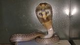 On World Snake Day, Wildlife SOS Increases Rescue And Awareness Efforts