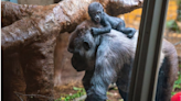 Gorilla Baby Jameela's Growing Bond with Foster Mom Is So Beautiful