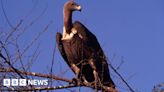 Indian vultures: Decline of scavenger birds caused 500,000 human deaths