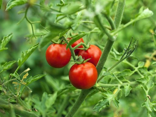 How to Grow Tomatoes for a Bountiful Harvest All Summer Long