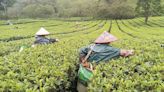 活力十足「採茶圖」！氣溫回暖 廣東多地茶園陸續開始大面積採摘