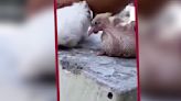 VIDEO: Paloma muere tras proteger a su cría ante ola de calor; se vuelve viral